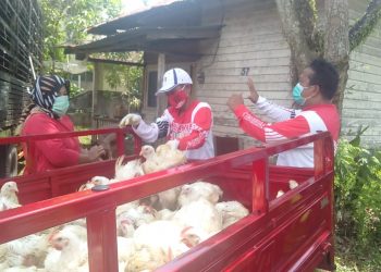 Relawan Singkawang Peduli Covid-19 bagikan 12 ribu ekor ayam