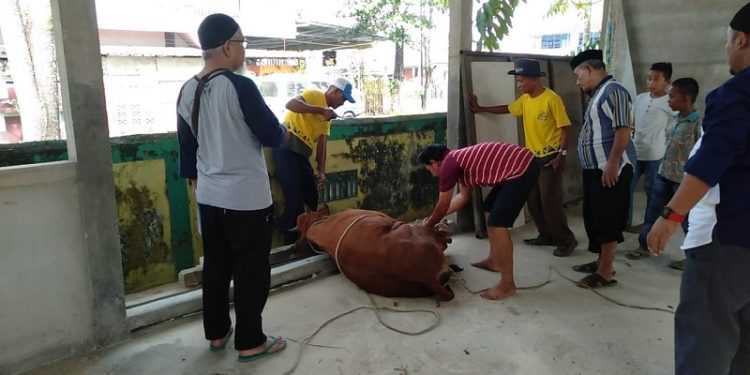 Sosialisasi Penyembelihan Hewan Kurban