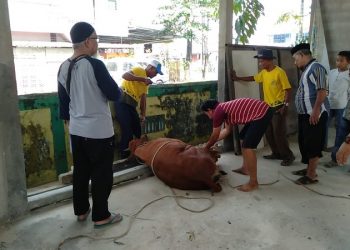 Pemotongan Hewan Kurban