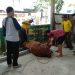 Pemotongan Hewan Kurban