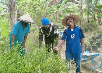 Personil Subdenpom Xll/2-3 Mtw edukasi masyarakat tentang pengolahan jahe merah