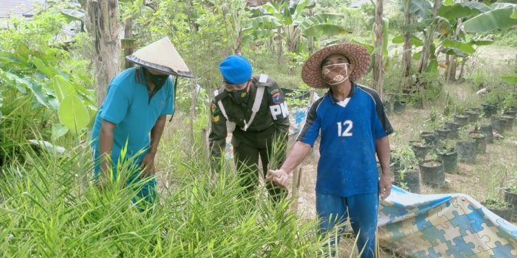 Personil Subdenpom Xll/2-3 Mtw edukasi masyarakat tentang pengolahan jahe merah
