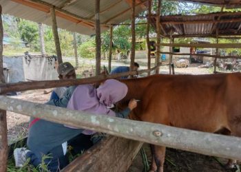 Vaksinasi Sapi
