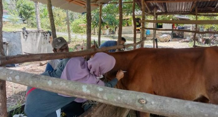 Vaksinasi Sapi