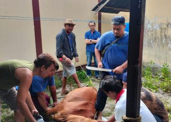 Kantor Imigrasi Singkawang Qurbankan Dua Ekor Sapi