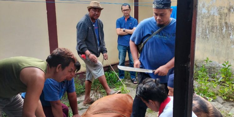 Kantor Imigrasi Singkawang Qurbankan Dua Ekor Sapi