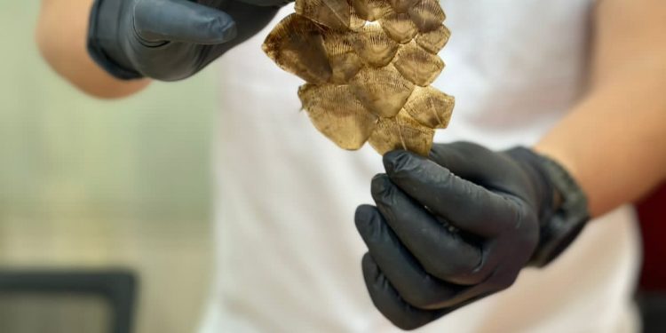 Penjualan 34,8 Kg Sisik Trenggiling Berhasil Digagalkan Satreskrim Polresta Pontianak, Begini Kronologinya